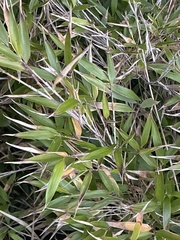 Yushania anceps