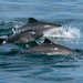Atlantic Harbour Porpoise - Photo (c) John D Reynolds, some rights reserved (CC BY-NC), uploaded by John D Reynolds
