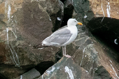 Larus argentatus image