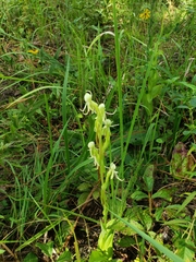 Habenaria quinqueseta