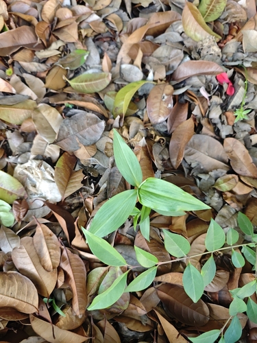 Foto de Trapoeraba