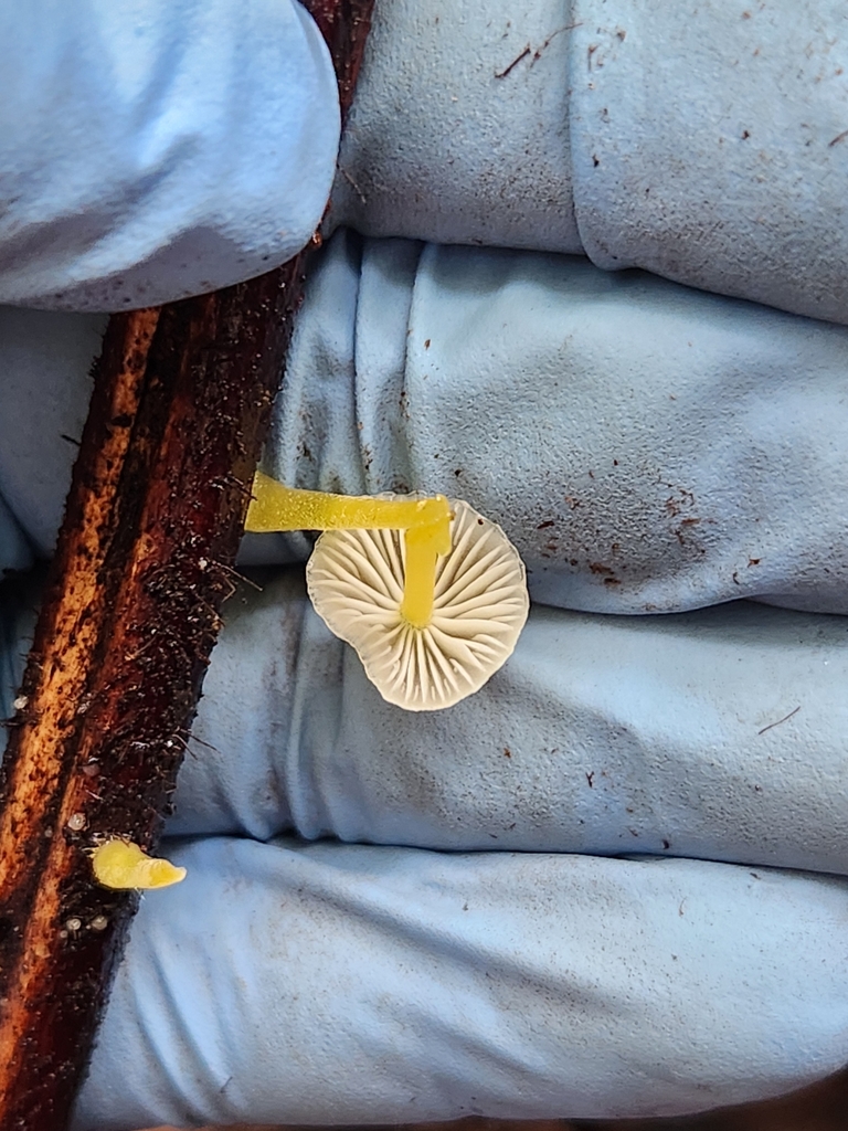 Mycena subviscosa · April 2025 · photo: © archie_tarn (iNaturalist, cc-by)
