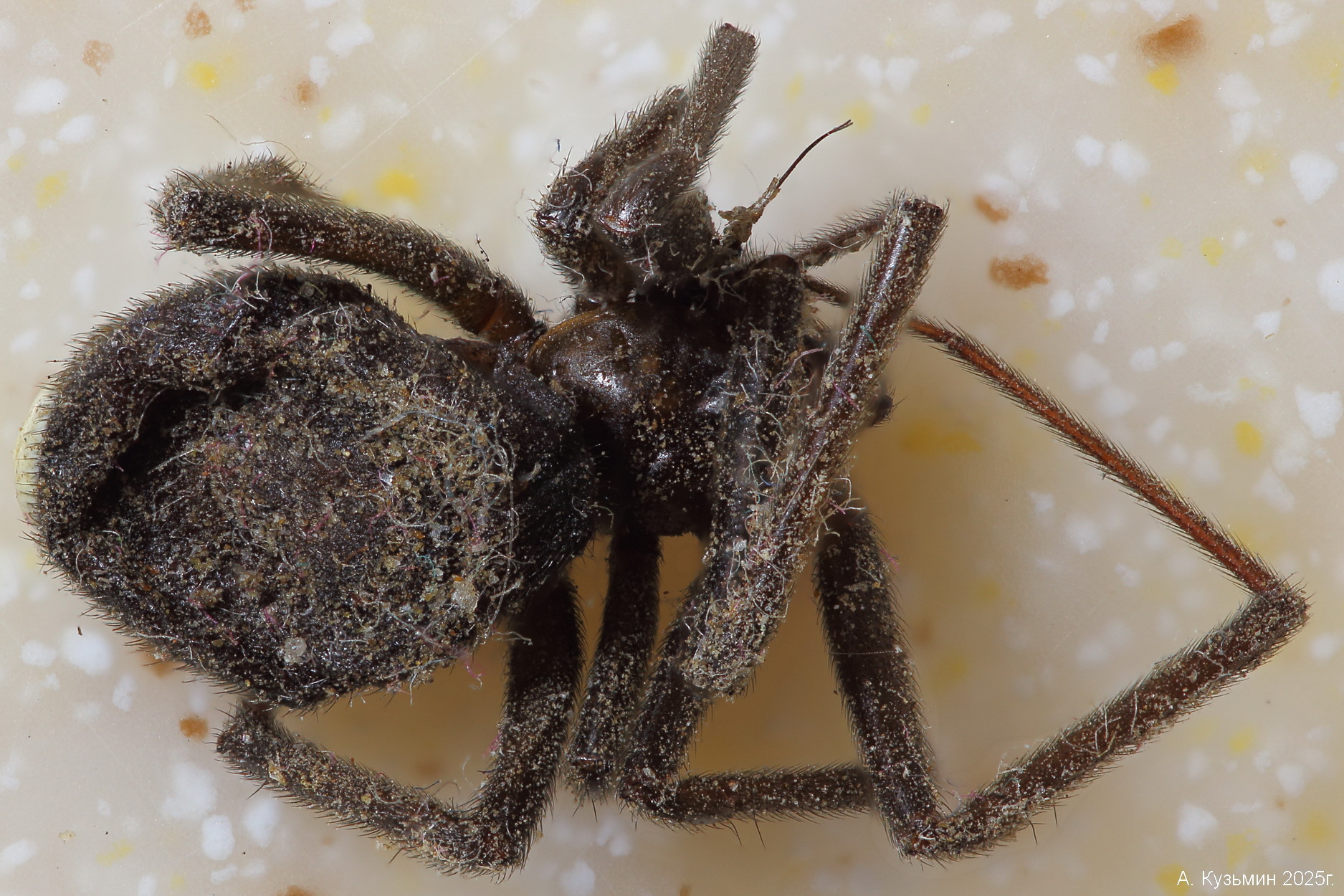 Каракурт (Latrodectus tredecimguttatus)