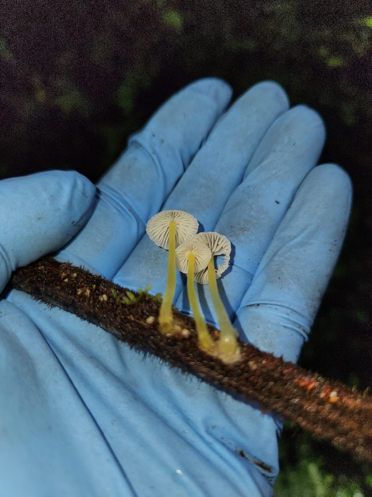 Mycena subviscosa · April 2025 · photo: © archie_tarn (iNaturalist, cc-by)