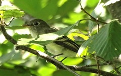 Vireo solitarius