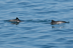 Phocoena phocoena phocoena