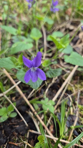 Early Dog-violet × Common Dog-violet (Viola ×)
