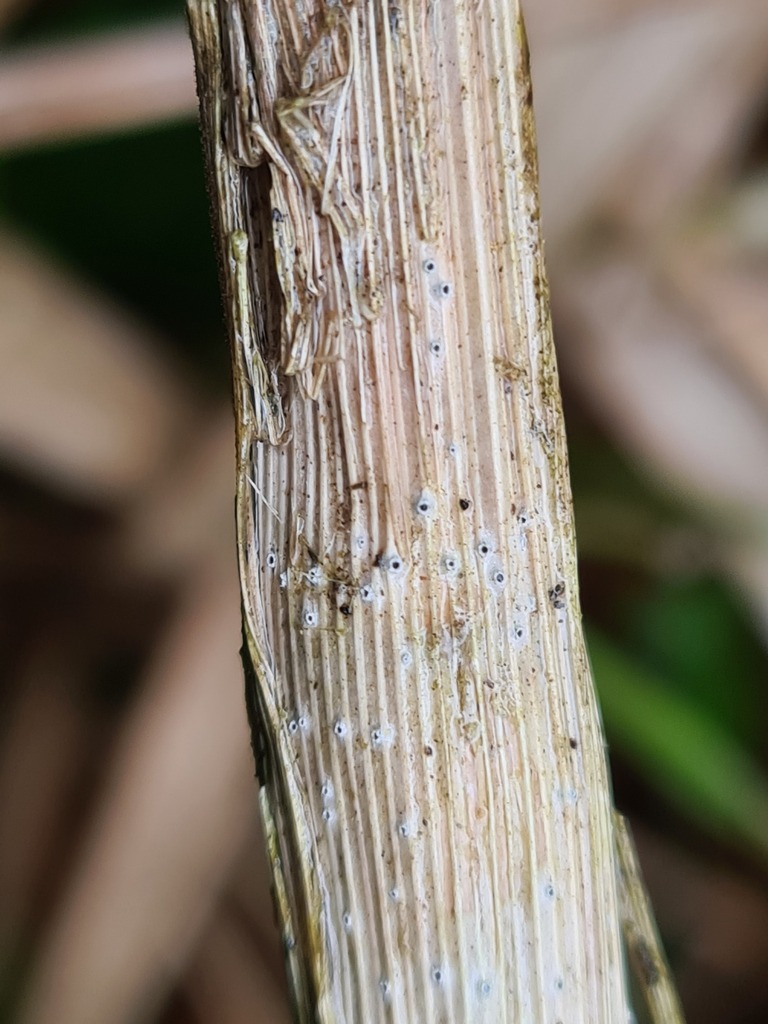 Stictis elongatispora