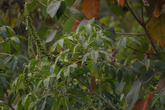 Thlypopsis superciliaris