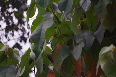 Thlypopsis superciliaris