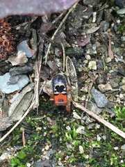 Prostemma hilgendorffi