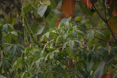 Thlypopsis superciliaris