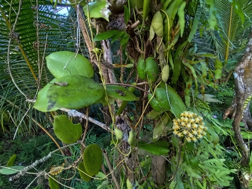 Hoya pentaphlebia Merr. 4