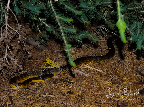Western Tiger Snake sighting