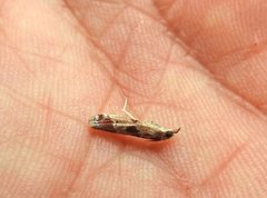 Syntonarcha iriastis