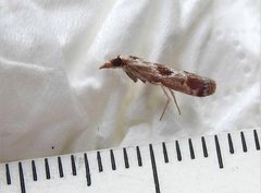 Syntonarcha iriastis