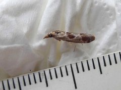 Syntonarcha iriastis