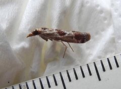 Syntonarcha iriastis