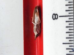 Syntonarcha iriastis
