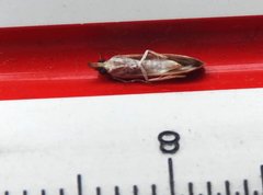 Syntonarcha iriastis