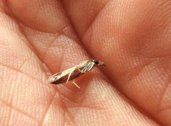 Syntonarcha iriastis