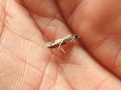 Syntonarcha iriastis