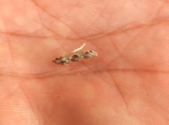 Syntonarcha iriastis