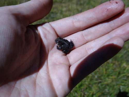 iNaturalist observation photo of Yosemite Toad