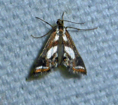 Chrysendeton imitabilis