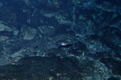 Poecilia orri