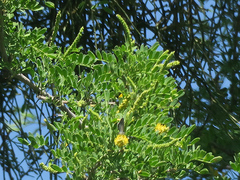 Prosopis pubescens