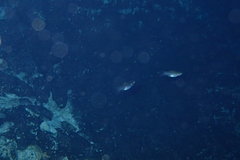 Poecilia orri