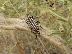 Epicauta atrivittata