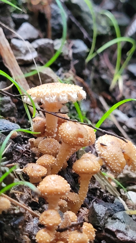 Pholiota subflammans · April 2025 · photo: © s83482 (iNaturalist, cc-by)