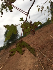 Stictocephala militaris