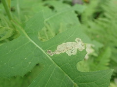 Liriomyza taraxaci