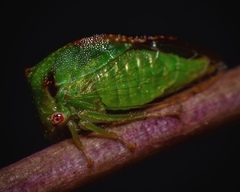 Stictocephala militaris