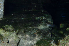 Poecilia orri