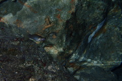 Poecilia orri