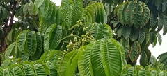 Pometia pinnata