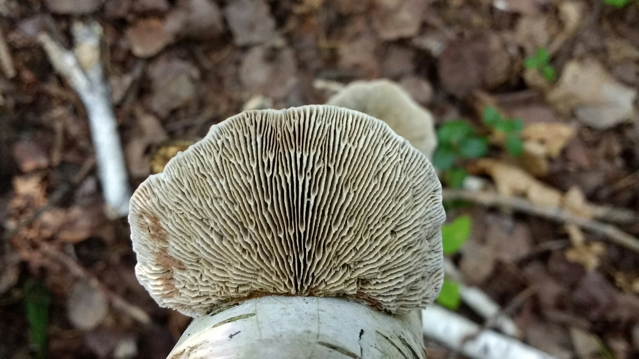 Daedaleopsis confragosa image