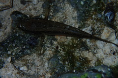 Gobiomorus dormitor
