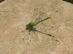 Erpetogomphus