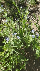 Hackelia velutina