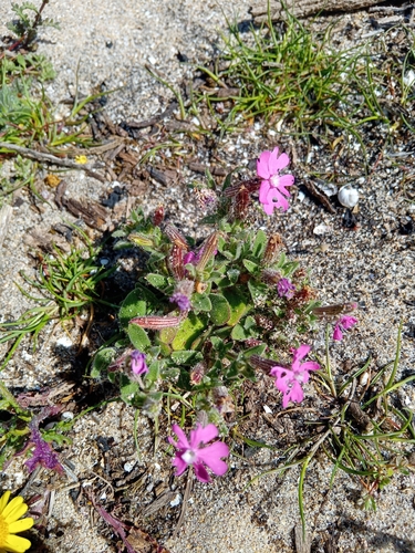 Image of Silene littorea by no rights reserved