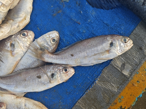 Silver croaker (Pennahia argentata) — Sciaenidae — 5
