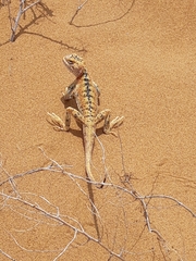 Phrynocephalus przewalskii