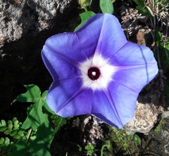 Ipomoea laeta