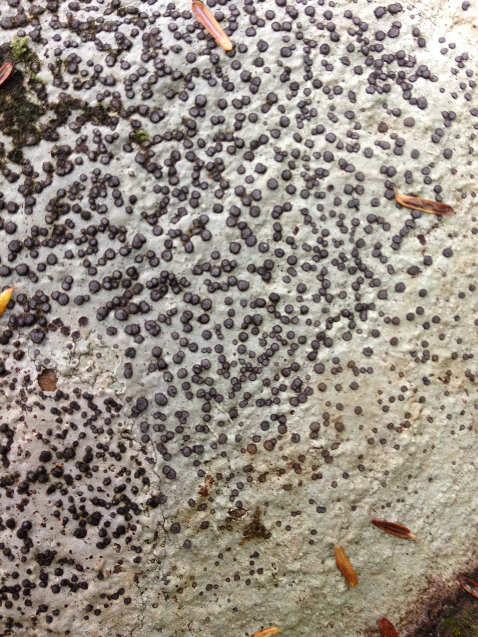 Porpidia albocaerulescens var. albocaerulescens image