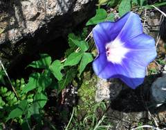 Ipomoea laeta